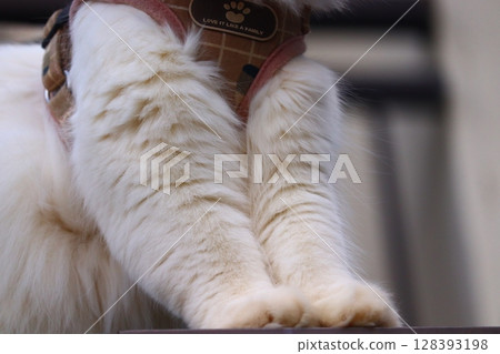 "White long-haired cat's feet | Fluffy fur and paws during a walk" 128393198