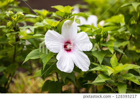 American fly 128393217