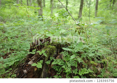 A rainy season forest covered in fresh greenery in early June 128393756