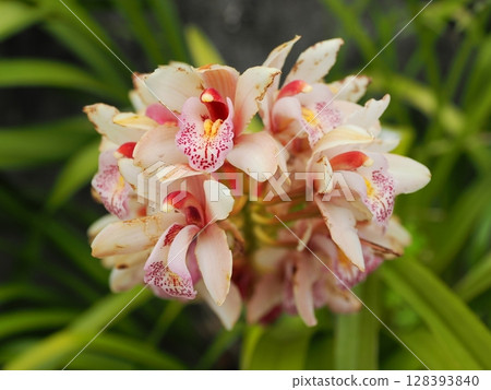 蕙蘭（蕙蘭）花 128393840