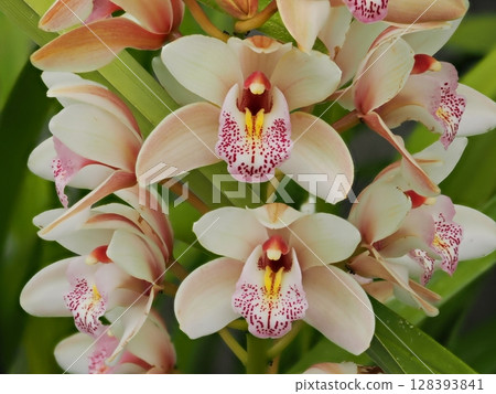 蕙蘭(蕙蘭)花 蕙蘭(蕙蘭)花 128393841