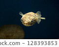 White spot disease, porcupine fish, puffer fish 128393853