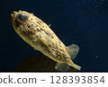White spot disease, porcupine fish, puffer fish 128393854
