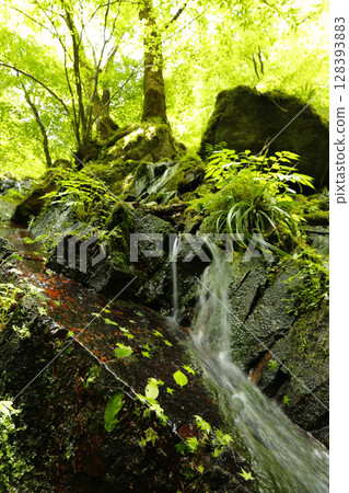 Mossy valley that shines in fresh greenery Mossy valley that shines in fresh greenery 128393883