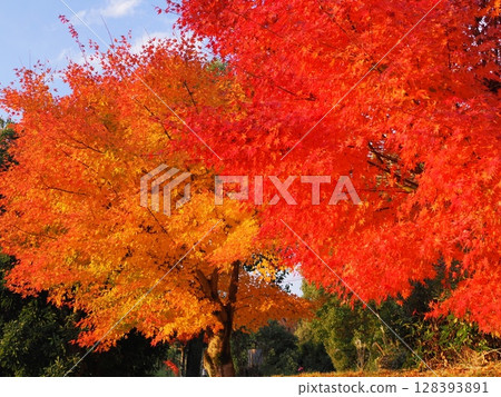 風景與秋天的落葉 128393891