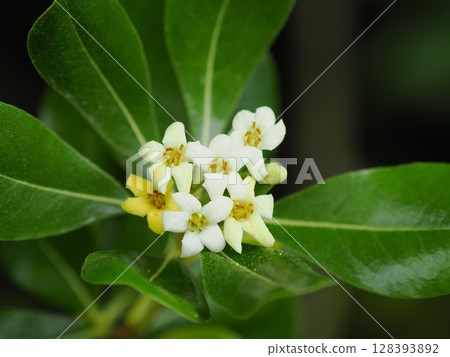 White flowers of Pittosporum tobira 128393892