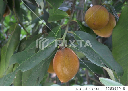 Velvet Apples fruit on tree in farm 128394048