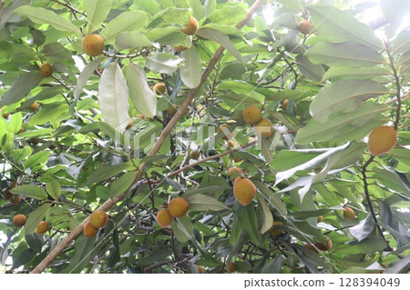 Velvet Apples fruit on tree in farm 128394049