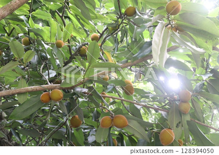 Velvet Apples fruit on tree in farm Velvet Apples fruit on tree in farm 128394050