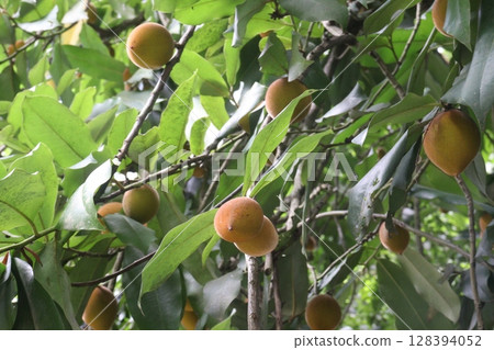Velvet Apples fruit on tree in farm 128394052