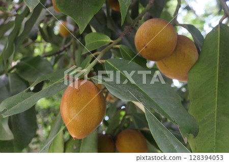 Velvet Apples fruit on tree in farm 128394053