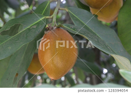 Velvet Apples fruit on tree in farm 128394054