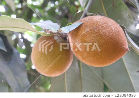 Velvet Apples fruit on tree in farm 128394056