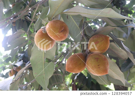 Velvet Apples fruit on tree in farm 128394057
