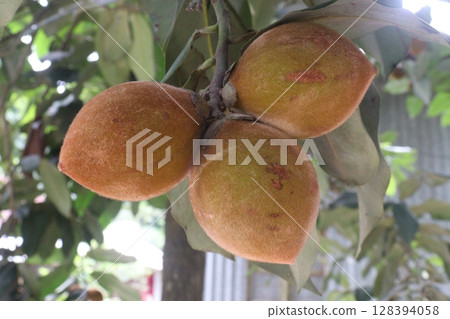 Velvet Apples fruit on tree in farm 128394058