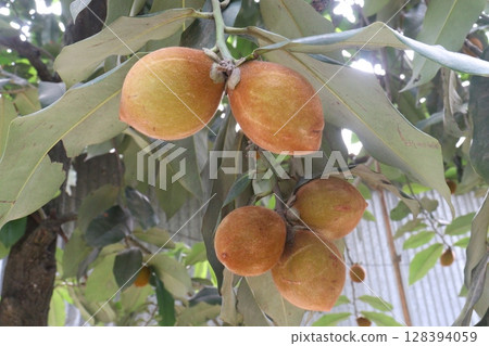 Velvet Apples fruit on tree in farm Velvet Apples fruit on tree in farm 128394059