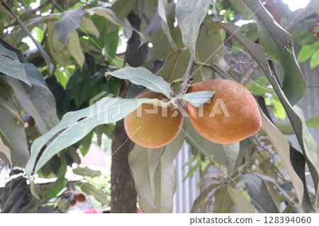 Velvet Apples fruit on tree in farm 128394060