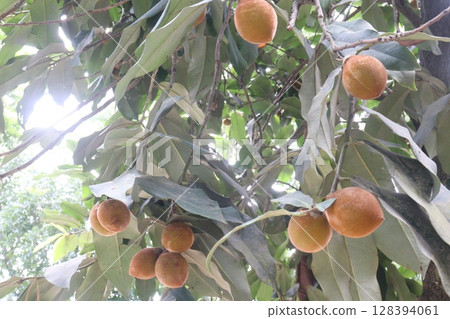 Velvet Apples fruit on tree in farm 128394061