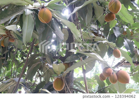 Velvet Apples fruit on tree in farm 128394062