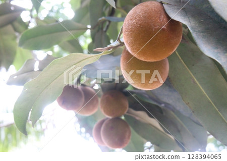 Velvet Apples fruit on tree in farm 128394065
