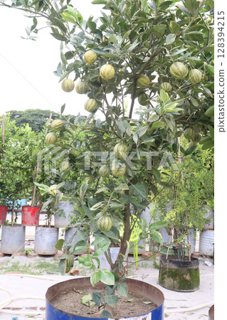 Variegated pink lemon fruit on tree in farm 128394215
