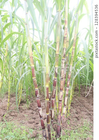 sugarcane plant on farm for harvest sugarcane plant on farm for harvest 128394536
