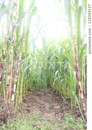 sugarcane plant on farm for harvest 128394537