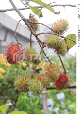 Rambutan on tree in farm for harvest Rambutan on tree in farm for harvest 128394593