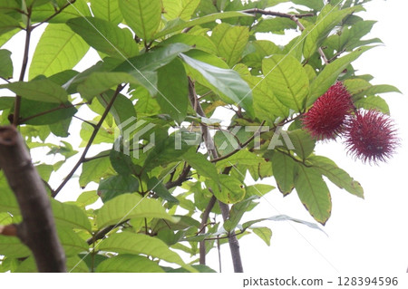 Rambutan on tree in farm for harvest 128394596