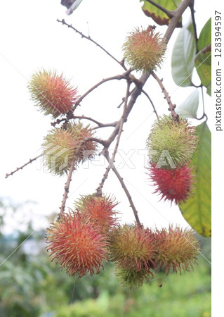 Rambutan on tree in farm for harvest Rambutan on tree in farm for harvest 128394597