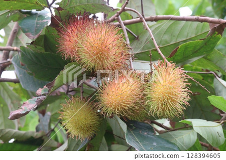 Rambutan on tree in farm for harvest 128394605