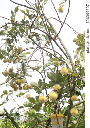 Rambutan on tree in farm for harvest Rambutan on tree in farm for harvest 128394607