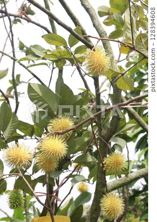 Rambutan on tree in farm for harvest 128394608