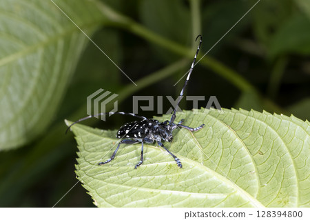 Affiliation 128394800