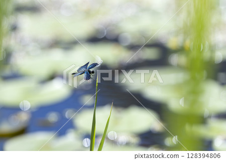 Butterfly dragonfly Butterfly dragonfly 128394806