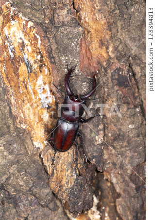 Saw toothbrush 128394813