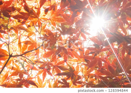 Autumn sunlight and red maple leaves 128394844