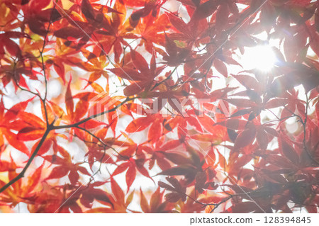 Autumn sunlight and red maple leaves Autumn sunlight and red maple leaves 128394845