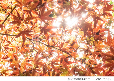 秋日的陽光和紅楓葉 秋日的陽光和紅楓葉 128394849