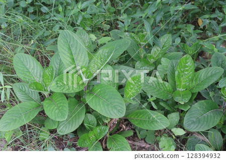 trichanthera gigantea flower plant on forest 128394932