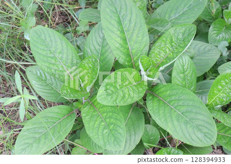 trichanthera gigantea flower plant on forest trichanthera gigantea flower plant on forest 128394933