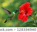 一隻蜂鳥在紅色芙蓉花周圍飛翔 128394940