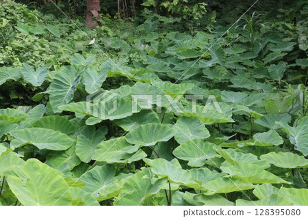 Taro Plant on farm for harvest Taro Plant on farm for harvest 128395080