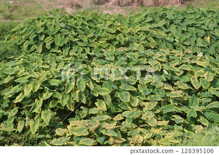 Taro Plant on farm for harvest Taro Plant on farm for harvest 128395106