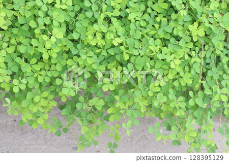 Wood sorrels flower, medicinal plant on nursery Wood sorrels flower, medicinal plant on nursery 128395129