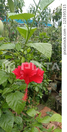 Shoeblackplant flower plant on nursery 128395315