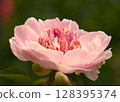 Peony root 128395374