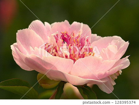 Peony root 128395374