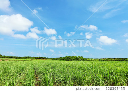 沖繩宮古島夏日藍天與甘蔗田 沖繩宮古島夏日藍天與甘蔗田 128395435
