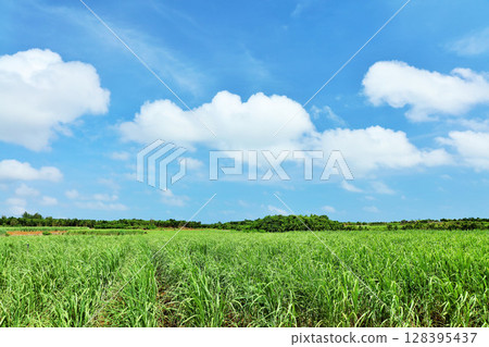 沖繩宮古島夏日藍天與甘蔗田 128395437